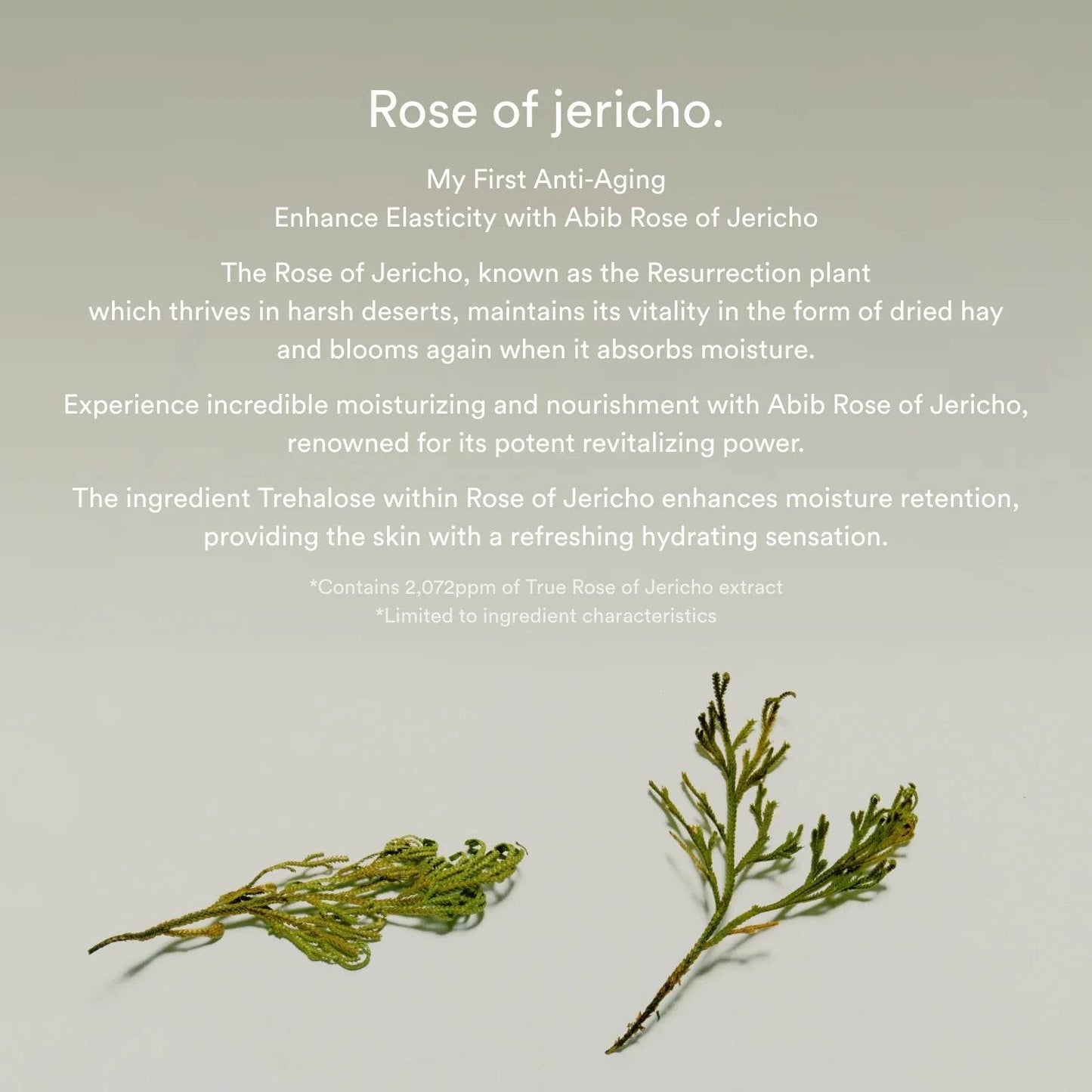 Jericho Rose Bifida Serum Firming Drop - K-beauty glow