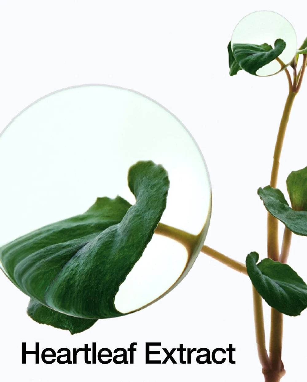 Heartleaf Pore Control Cleansing Oil - K-beauty glow
