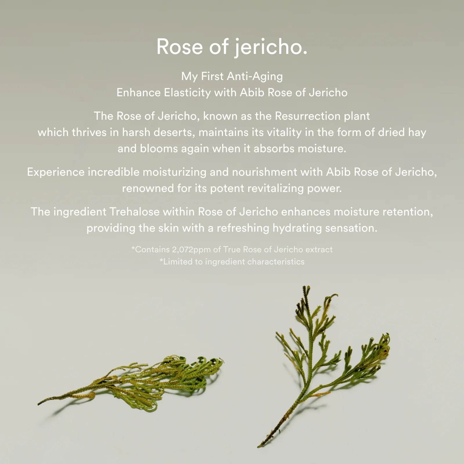 Jericho Rose Bifida Serum Firming Drop - K-beauty glow